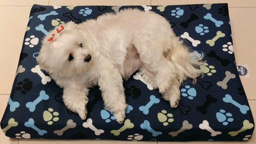 Pillow Top Para Pets